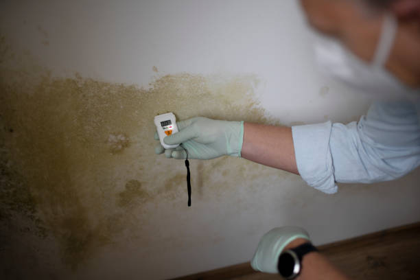 Best Insurance-Related Mold Remediation in Rutherford, PA